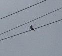 A kingfisher sits on a power line